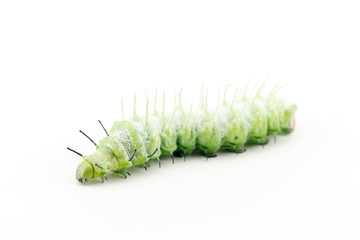 The caterpillar (Attacus atlas) isolated on a white background.
