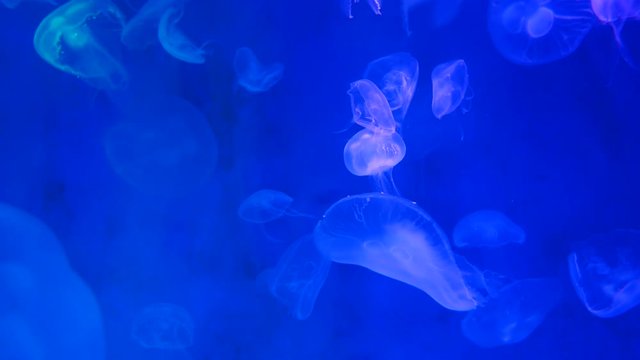 Close-up Jellyfish, Medusa in fish tank with neon light. Jellyfish is free-swimming marine coelenterate with a jellylike bell- or saucer-shaped body that is typically transparent.