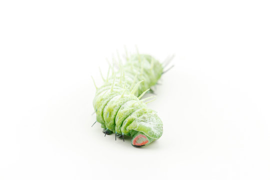 The caterpillar (Attacus atlas) isolated on a white background.