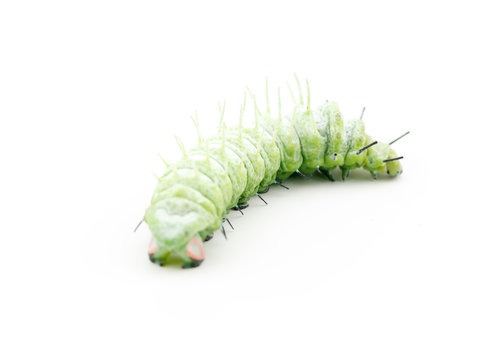 The caterpillar (Attacus atlas) isolated on a white background.