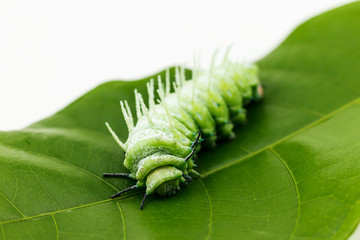 Fototapeta premium The caterpillar (Attacus atlas) isolated on a white background.
