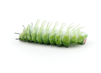 The caterpillar (Attacus atlas) isolated on a white background.