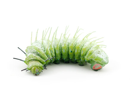 The caterpillar (Attacus atlas) isolated on a white background.