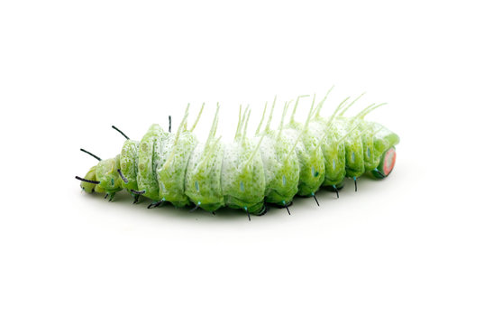 The caterpillar (Attacus atlas) isolated on a white background.