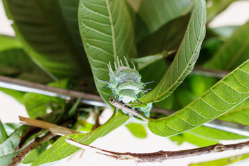 Beautiful caterpillar creeps in gestures. Caterpillar eat leaves as food awaits to grow into a tiger ghost.This caterpillar is a species of butterfly(Attacus atlas)..