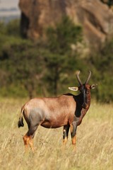 Topi