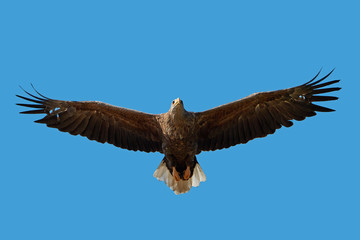 White-tailed eagle (Haliaeetus albicilla)