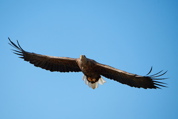 White-tailed eagle (Haliaeetus albicilla)