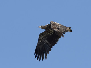 White-tailed eagle (Haliaeetus albicilla)