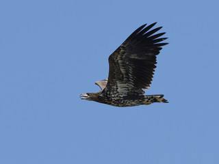 White-tailed eagle (Haliaeetus albicilla)