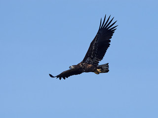 White-tailed eagle (Haliaeetus albicilla)