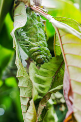 Beautiful caterpillar creeps in gestures. Caterpillar eat leaves as food awaits to grow into a tiger ghost.This caterpillar is a species of butterfly(Attacus atlas)..