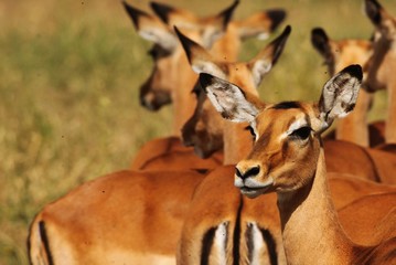 impala in africa