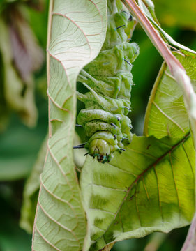Beautiful caterpillar creeps in gestures. Caterpillar eat leaves as food awaits to grow into a tiger ghost.This caterpillar is a species of butterfly(Attacus atlas)..