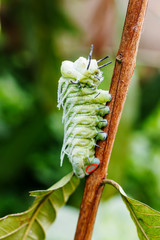 Beautiful caterpillar creeps in gestures. Caterpillar eat leaves as food awaits to grow into a tiger ghost.This caterpillar is a species of butterfly(Attacus atlas)..
