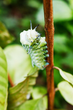 Beautiful caterpillar creeps in gestures. Caterpillar eat leaves as food awaits to grow into a tiger ghost.This caterpillar is a species of butterfly(Attacus atlas)..