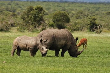 Fototapeta premium rhino