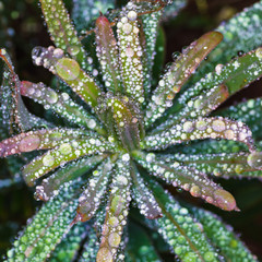 Macro photo of large drops of dew on plant stems. Madeira. Portugal