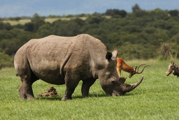 Obraz premium Rhino