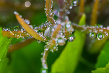 Macro photo of large drops of dew on plant stems. Madeira. Portugal