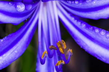 Macro photo of large drops of dew on a blue flower. Madeira. Portugal