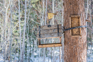 Reserved feeding trough for feeding of birds and squirrels with tag on roof, on pine tree in spring morning.