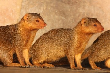 Mongoose