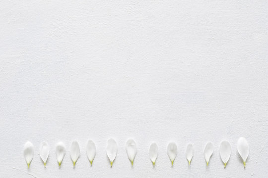 daisy petals row on white background. delicate herbera flower composition. nature and flora concept. free space.