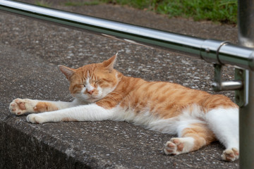 Stray cat in the Apartment complex of Yachiyo city, Chiba prefecture, Japan