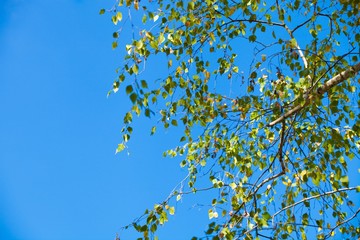Autumn Birch Leaves on the Branches with Blue Sky on The