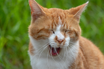 Stray cat in the Apartment complex of Yachiyo city, Chiba prefecture, Japan