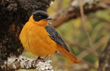 Chorchester robin