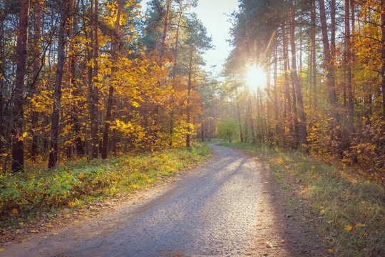 Beautiful landscape with a road in the forest at sunset