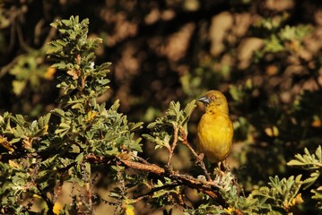 Weave in South Africa
