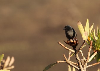 Drongo in South Africa