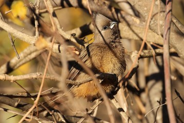 Mousebird in South africa