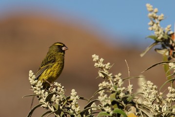 Canary in South africa