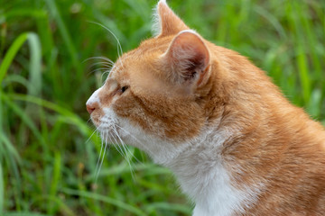 Stray cat in the Apartment complex of Yachiyo city, Chiba prefecture, Japan
