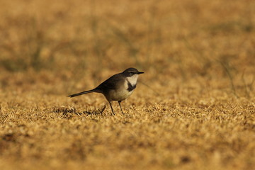 Cape wagtail