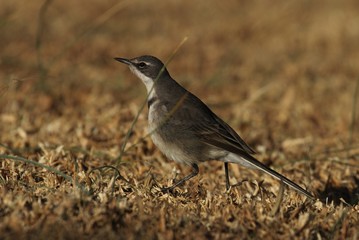 Cape Wagtail in South Africa