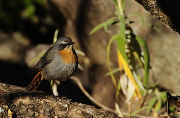 Robin in South Africa