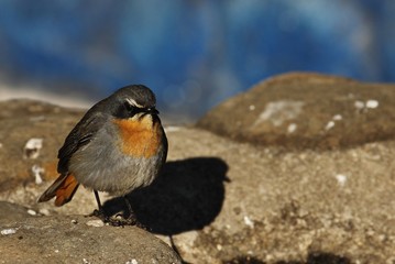 Robin in South Africa