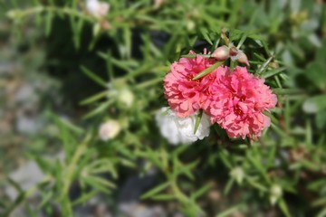  orange and pink flower soft beauty nature 