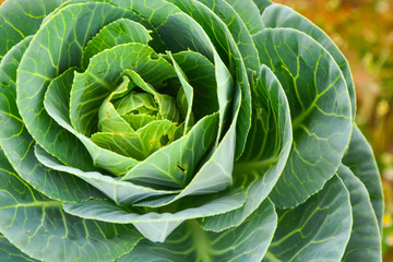 Fototapeta premium Ornamental cabbage