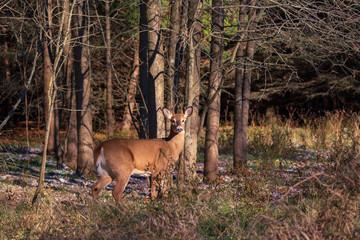 Naklejka na ściany i meble White Tailed Deer closeup in the woods