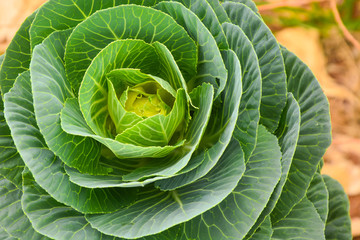 Ornamental cabbage
