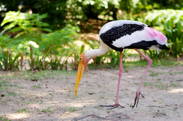 Flamingo in the zoo looking for food