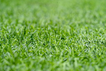 Green fake grass substitute for grass, but durable and long.