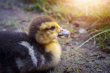 Closeup cute duckling