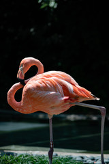 Flamingo 